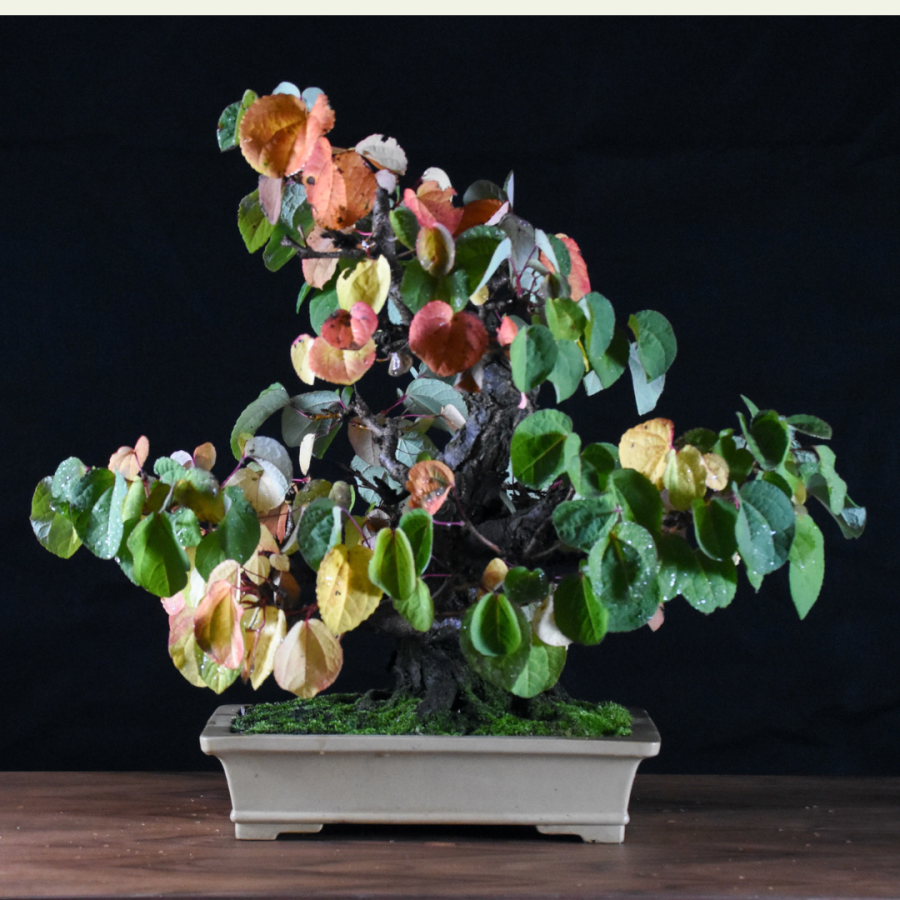 Example of fall foliage on a Weeping Beech bonsai.