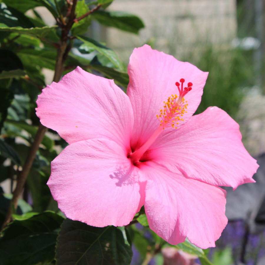 Up close photo of a pink Hibiscus flower.