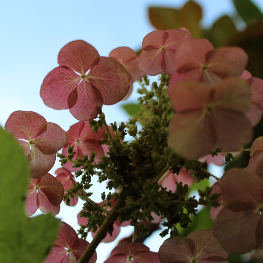 Up close photo of a pink Hydrangea bloom.