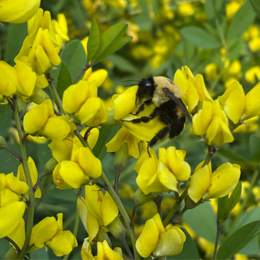 Up close photo of a bee sitting on a cluster of yellow flowers.