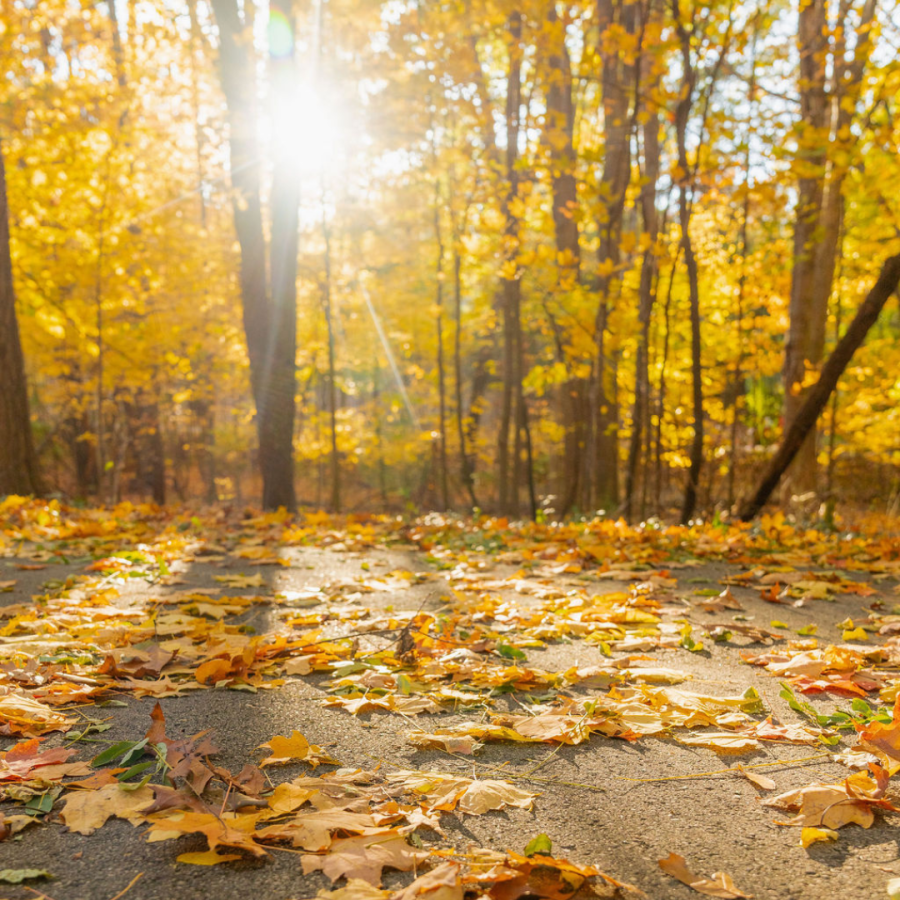 Colorful fall leaves scattered on a pathway with the setting sun in the background.