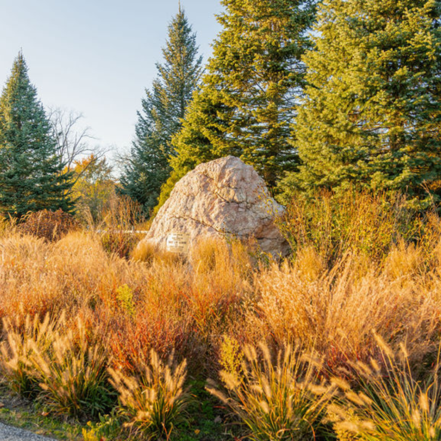 Ornamental grasses at the front entrance at HLG.