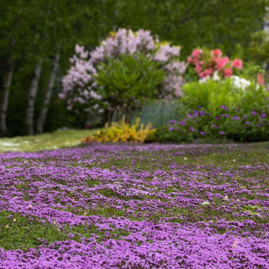 An alternative lawn example using Thyme as groundcover.