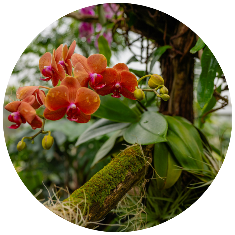 Orchids in the Tropical Dome at Hidden Lake Gardens.