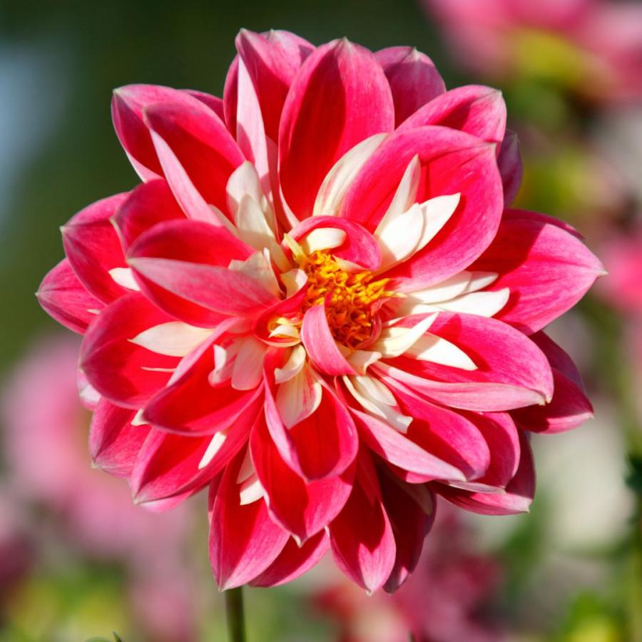 Dahlia in Bloom
