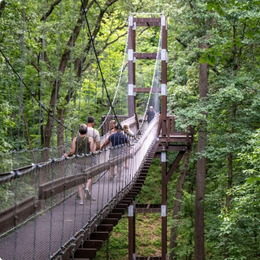 Reach for the Sky Canopy Walk with tour group. 