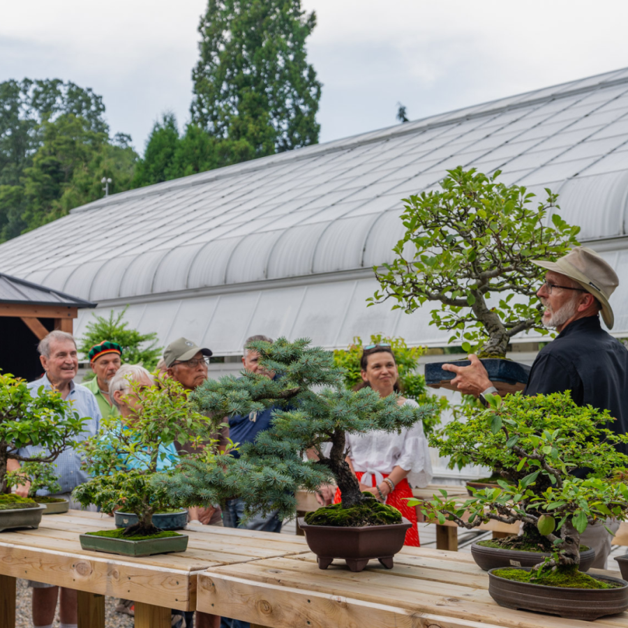 An eduational walkthrough in the Bonsai Courtyard at Hidden Lake Gardens.