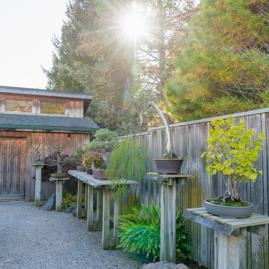The Bonsai Courtyard at Hidden Lake Gardens.