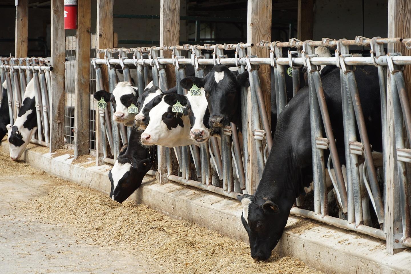 Cows lined up while feeding at the MSU Dairy Facility