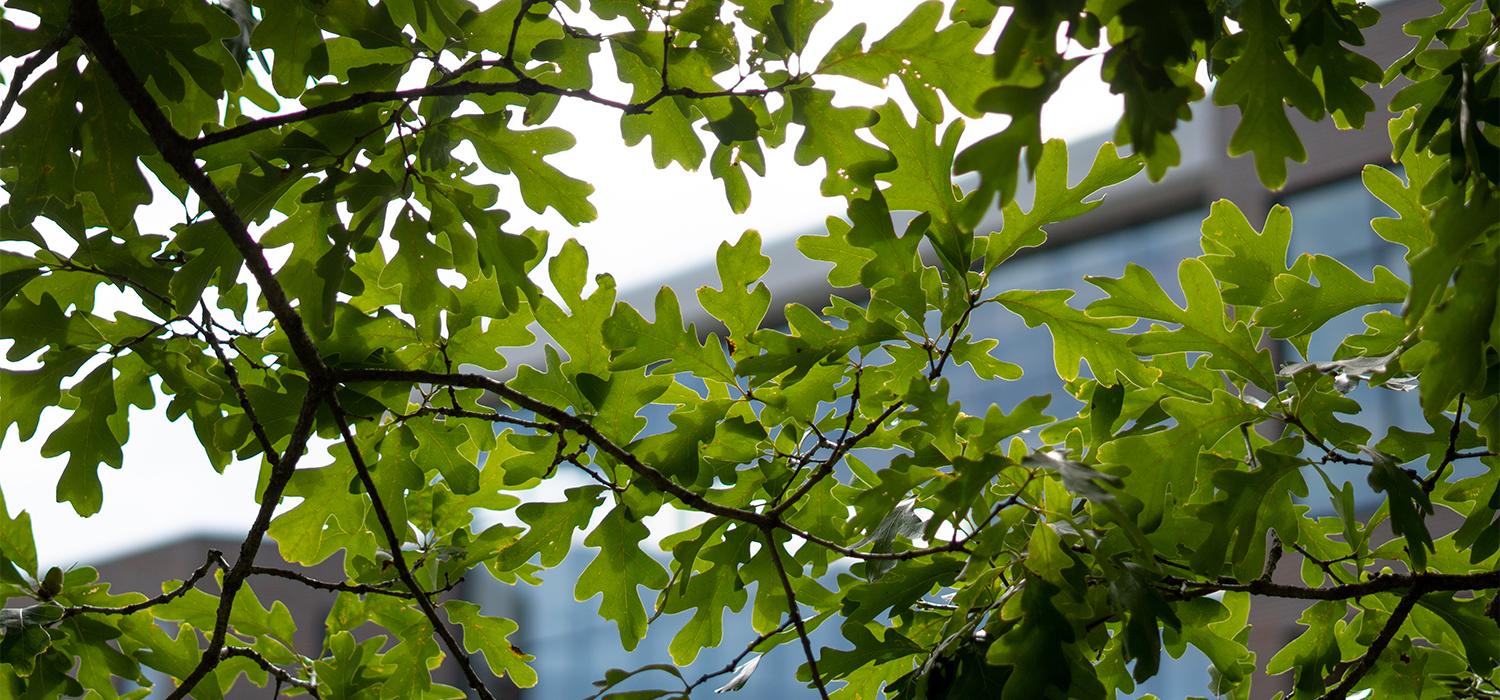 Image of leaves and tree around Minskoff Pavilion