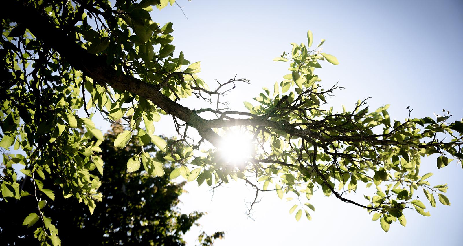 Photo of branch with leaves on MSU's campus