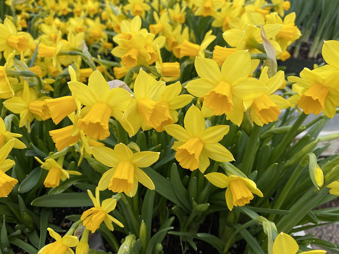 Daffodils in spring.