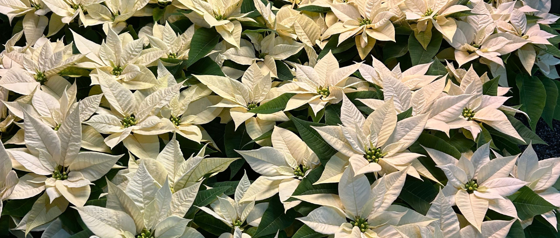 White poinsettias.