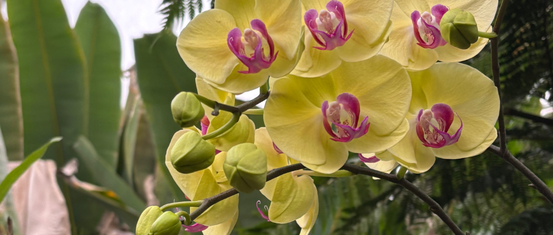 Orchids in the Conservatory.