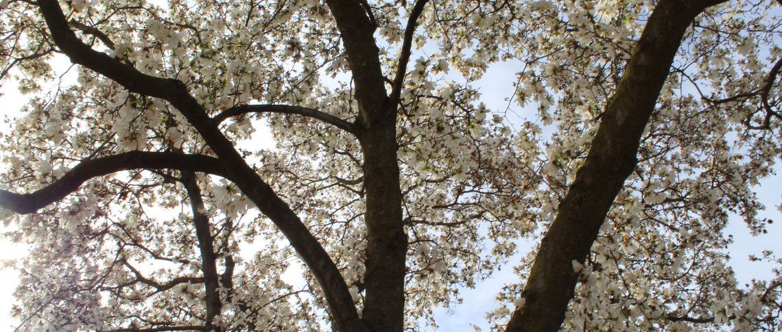 Magnolias in bloom.