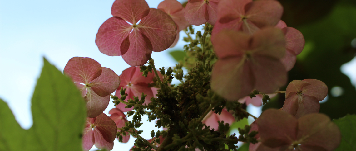 Up close of a Pink Panicle Hydrangea Flower.
