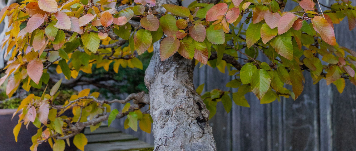 Up close view a Hornbeam bonsai tree exhibiting fall color.