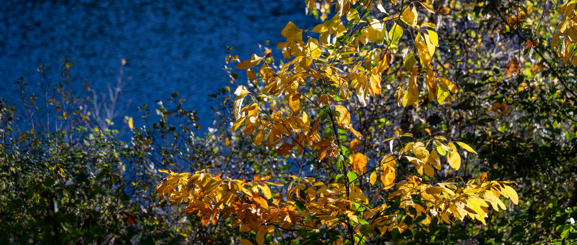 Fall foliage over Hidden Lake.