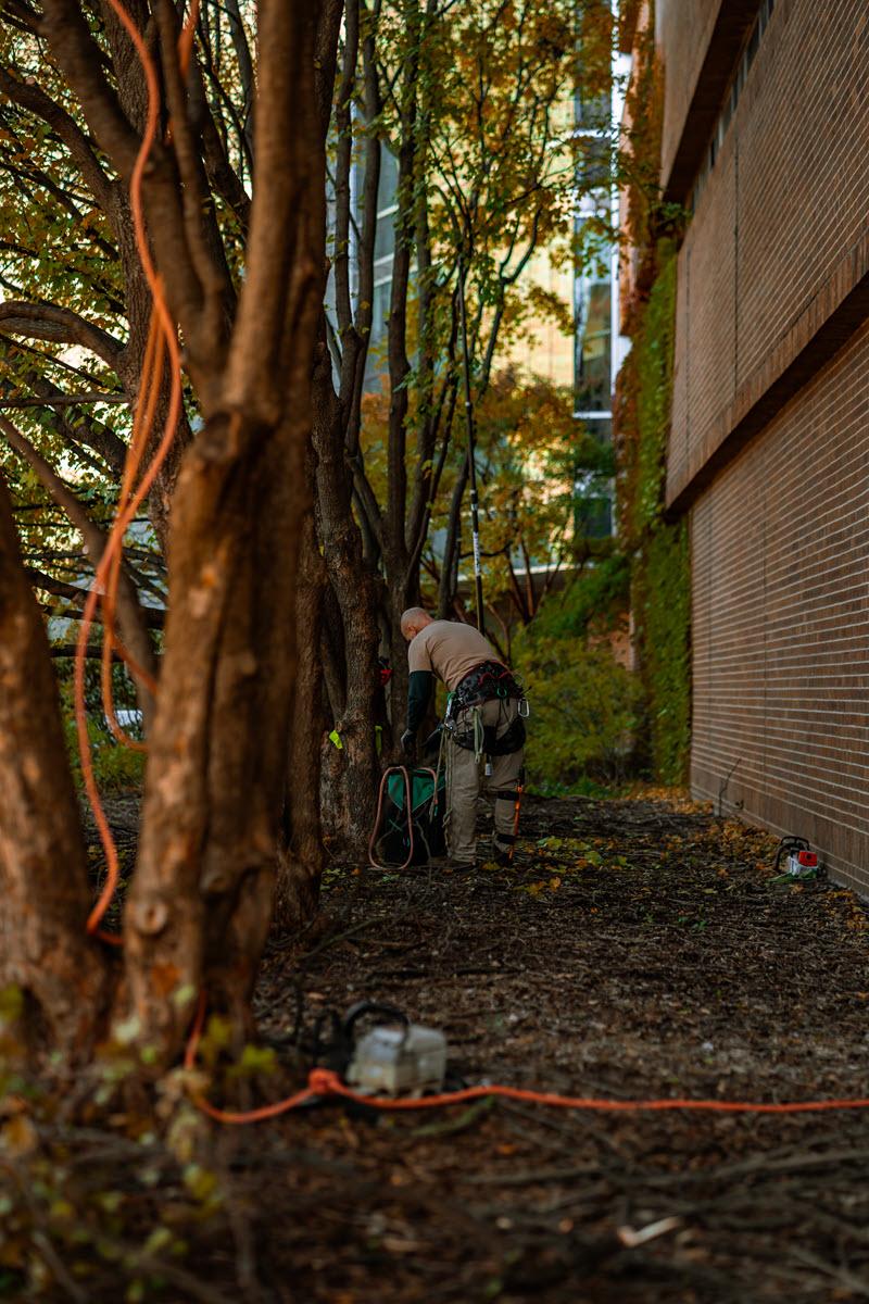 Andy Spitzley, IPF Arborist II, performs some of the annual structural pruning on campus. 