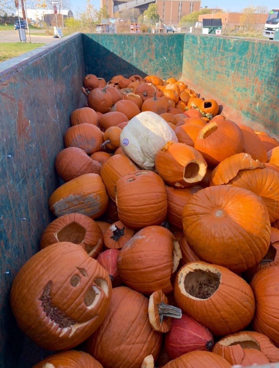 Hundreds of pumpkins, ready for composting, collected post-Halloween at the MSU Surplus Store and Recycling Center. Photo: MSU Sustainability. 