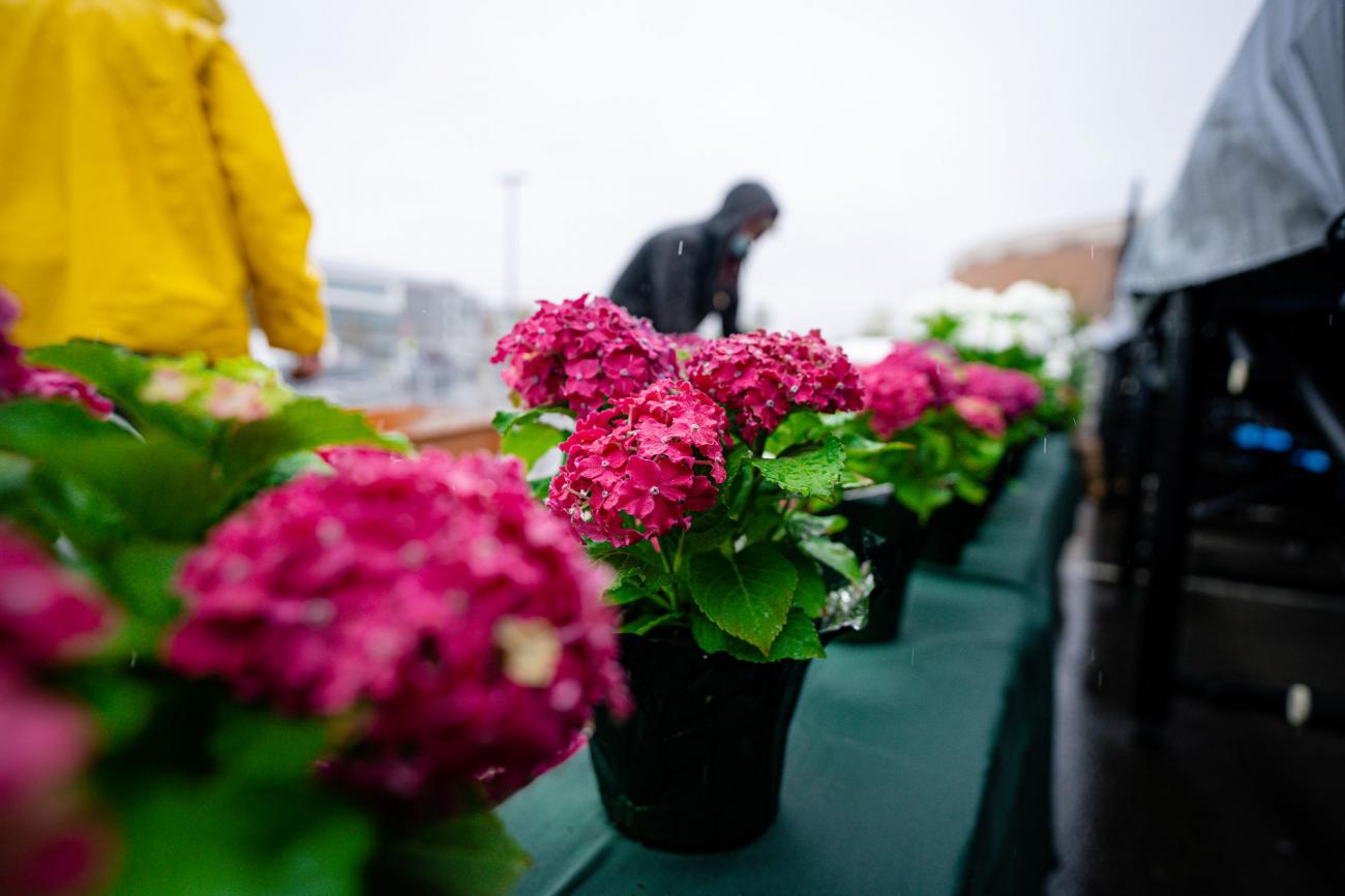 Bright pink potted flowers