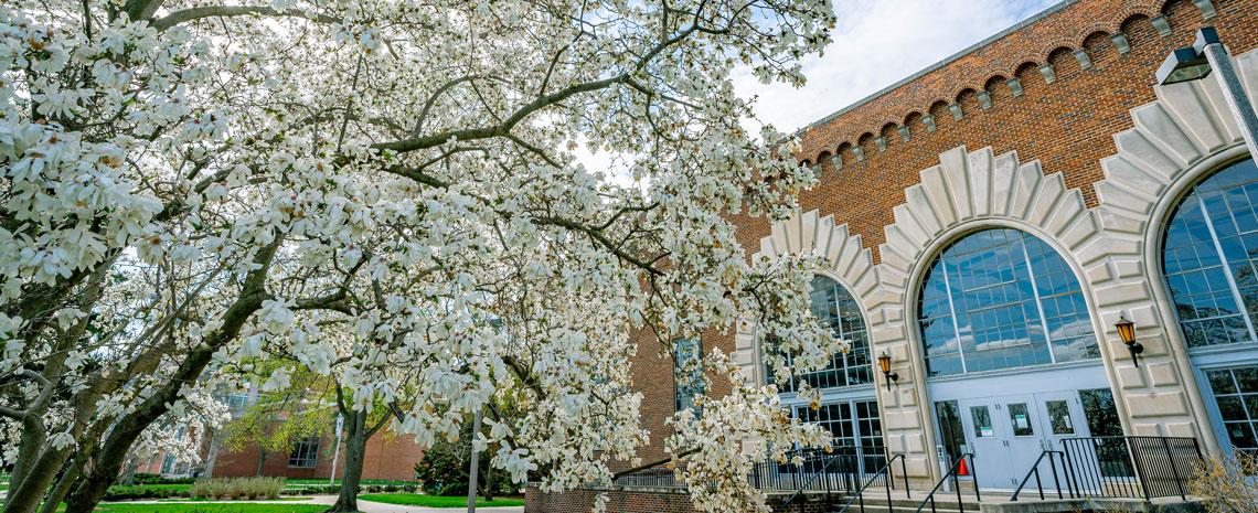 A tree with white blossoms in front of a brick building on MSU's campus