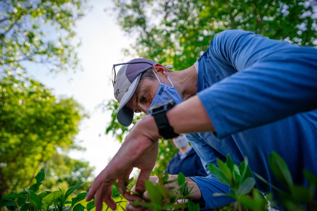 Lars Brudvig wearing a blue shirt looks through trays of seedlings