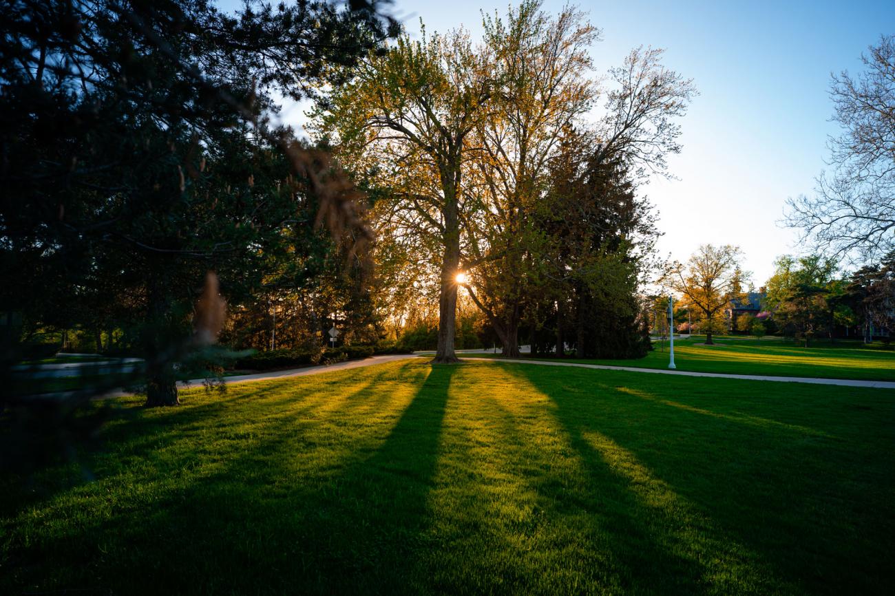 Green grass and trees in front of a sun that's low in the blue sky