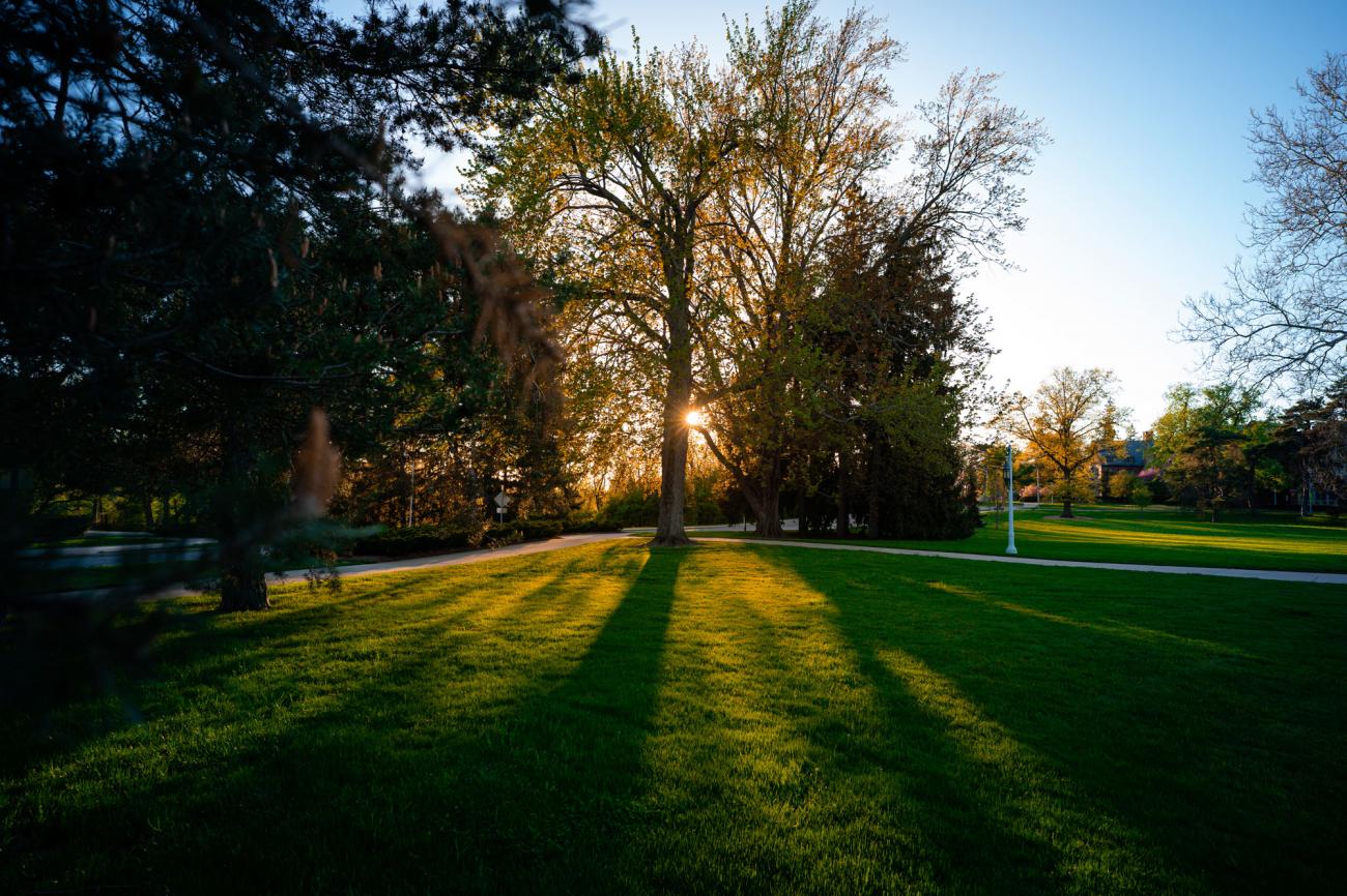 Green grass and trees in front of a sun that's low in the blue sky