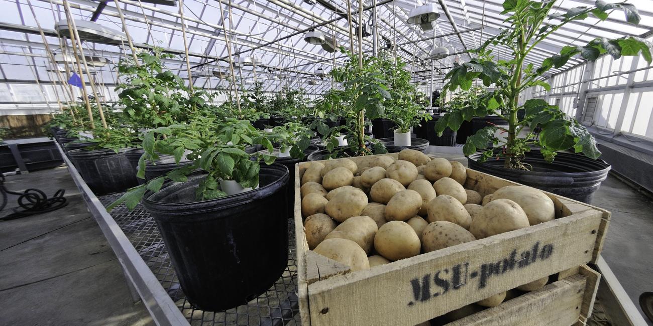 Plants grown in the greenhouses