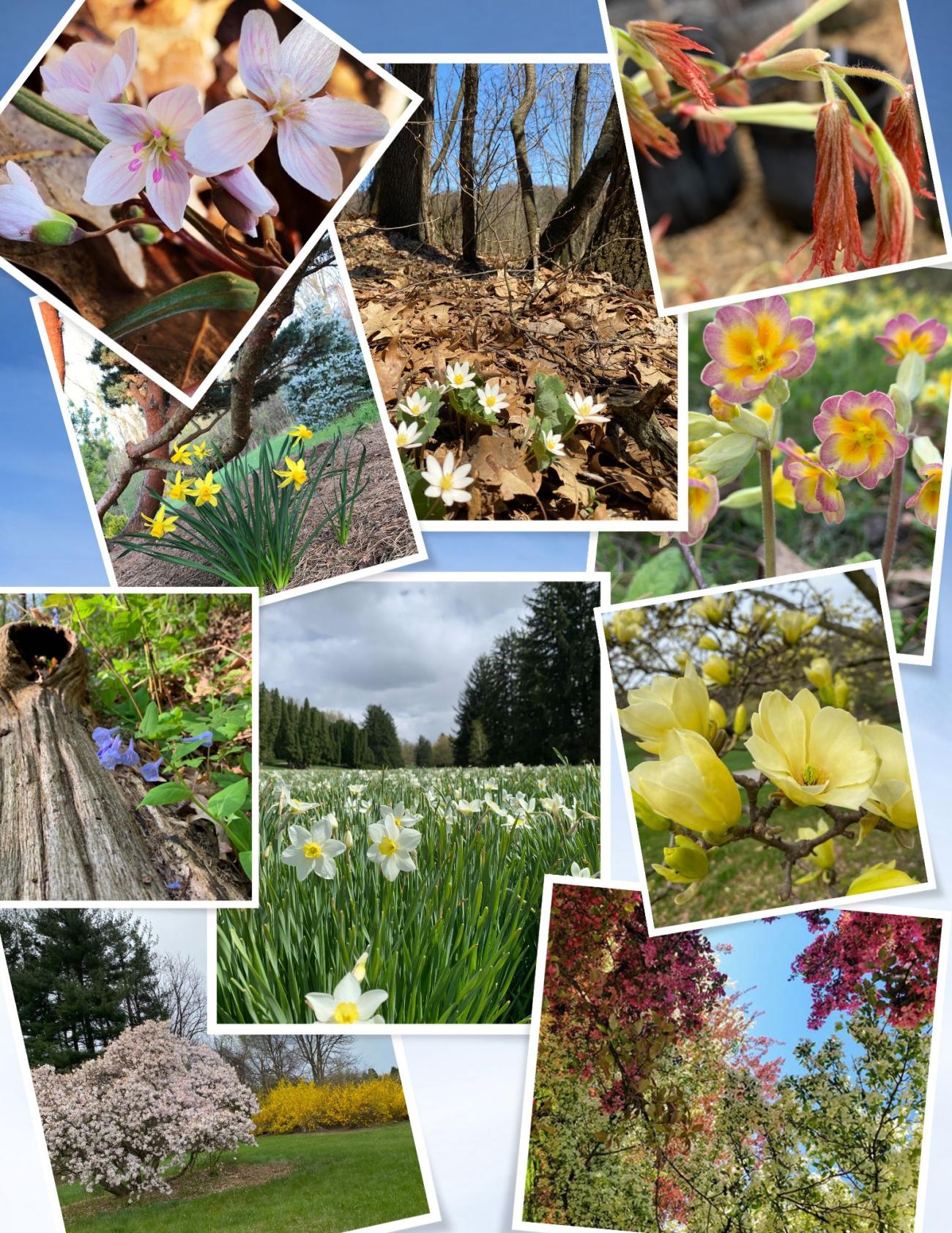Photo collage of spring blooms at Hidden Lake Gardens.