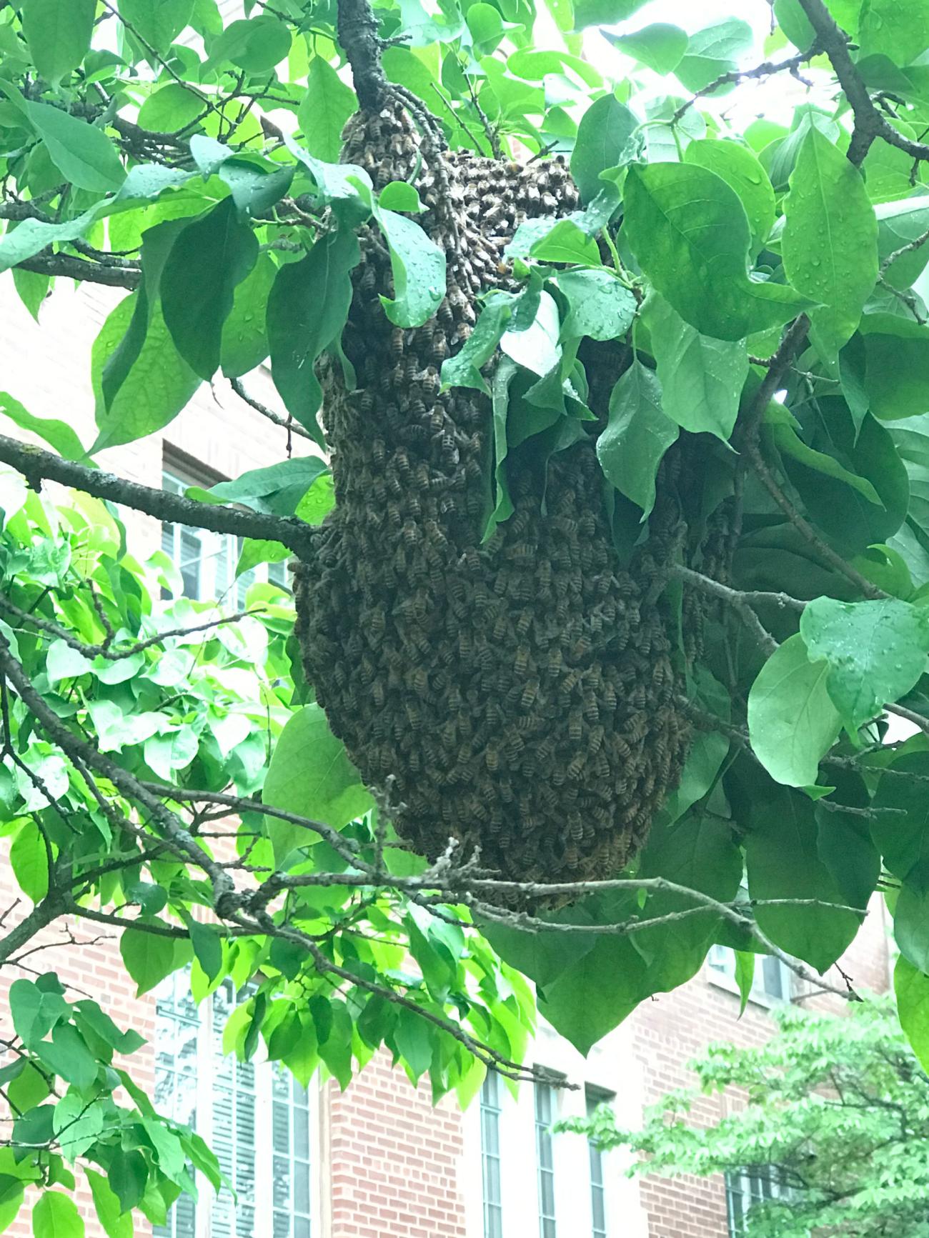 A swarm of bees gathered on the branch of a tree