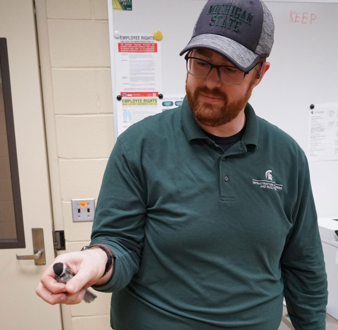 A man with a red beard in a green MSU shirt and grey baseball cap holds a small bird in his hand