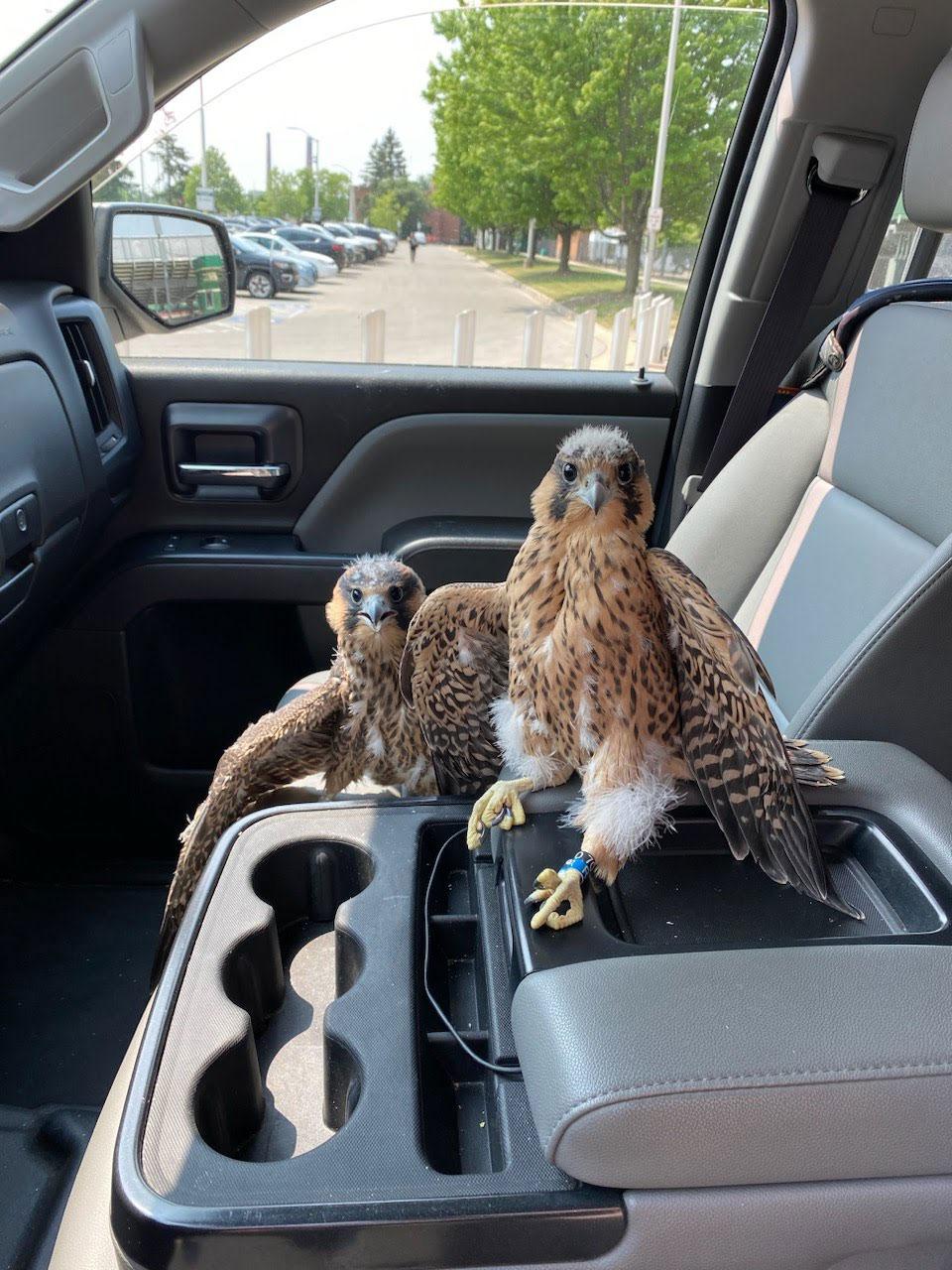 Two peregrine falcon youths sit in the passenger seat of an IPF fleet truck
