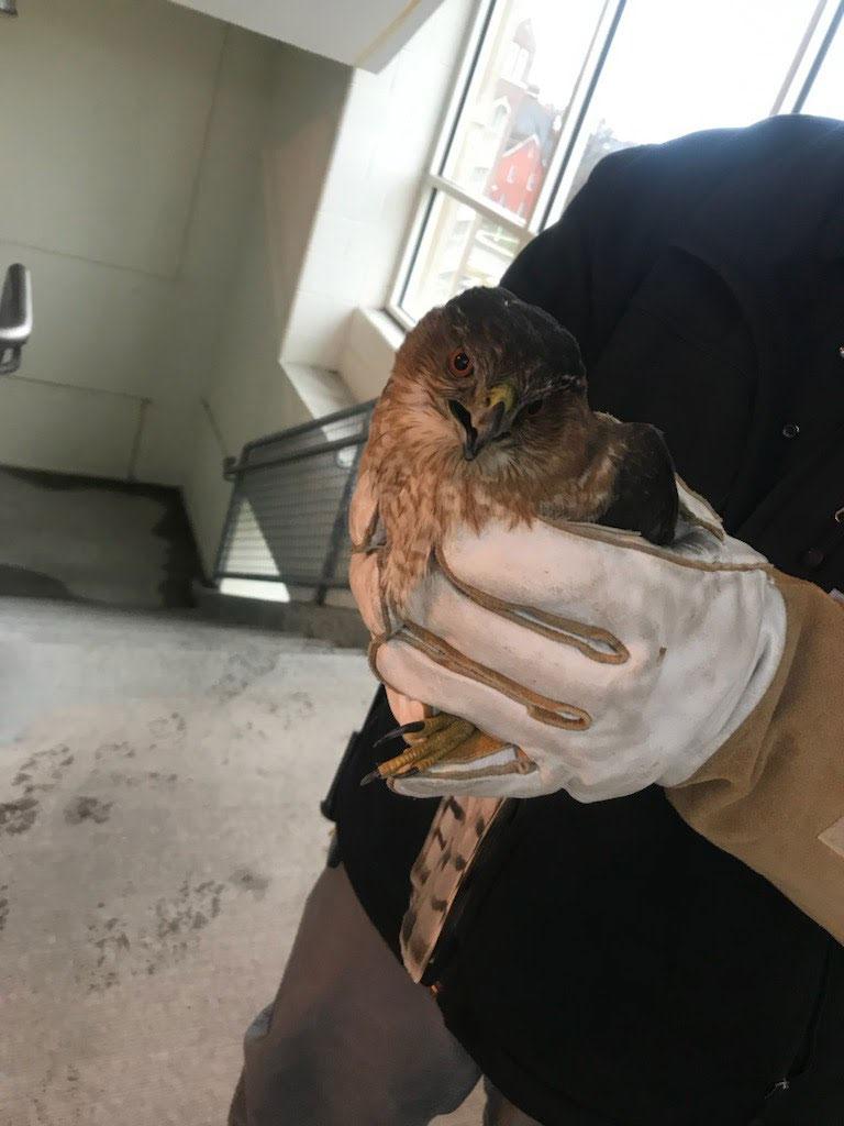 A gloved hand holds a small peregrine falcon in a stairway