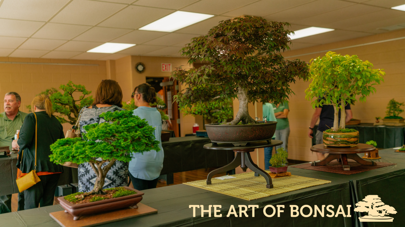 The Art of Bonsai exhibition 2023.