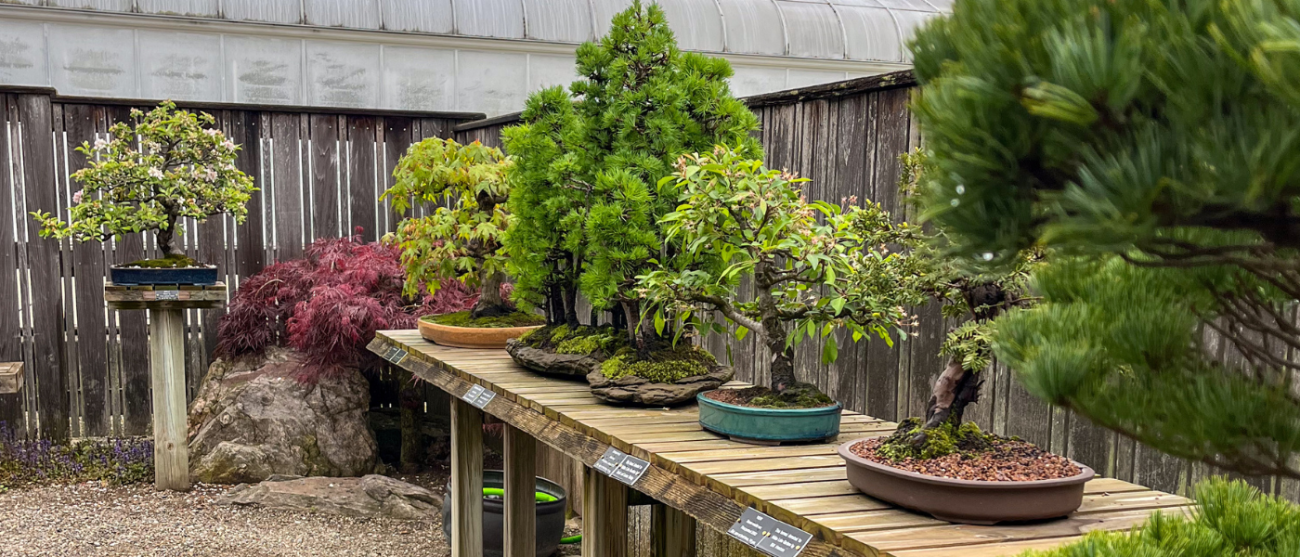 The Bonsai Courtyard