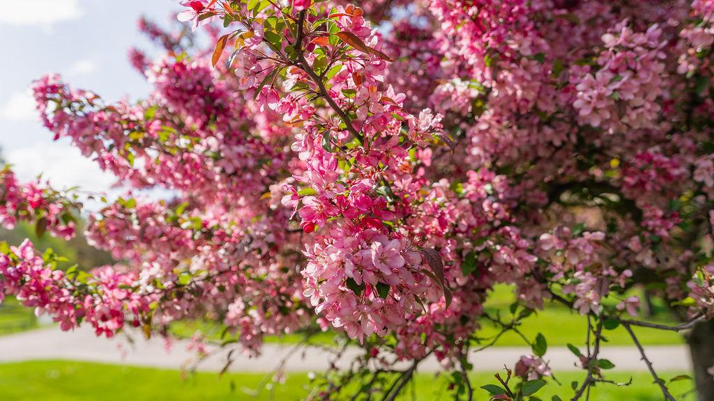 A tree at HLG.