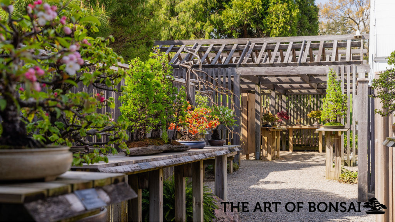 The Bonsai Courtyard at Hidden Lake Gardens.