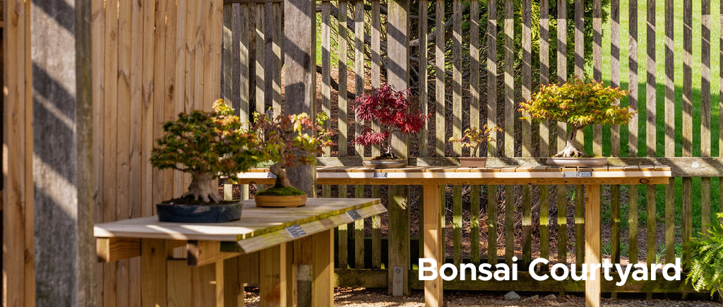 Bonsai Courtyard header image.