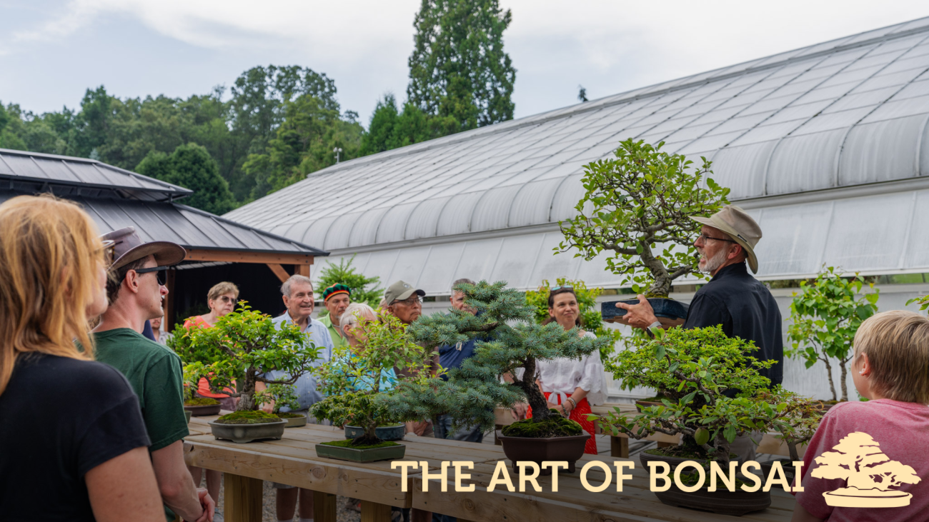 The Art of Bonsai Header image.