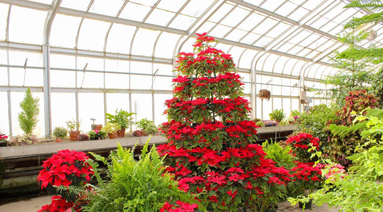 Poinsettia Tree with festive holiday display.
