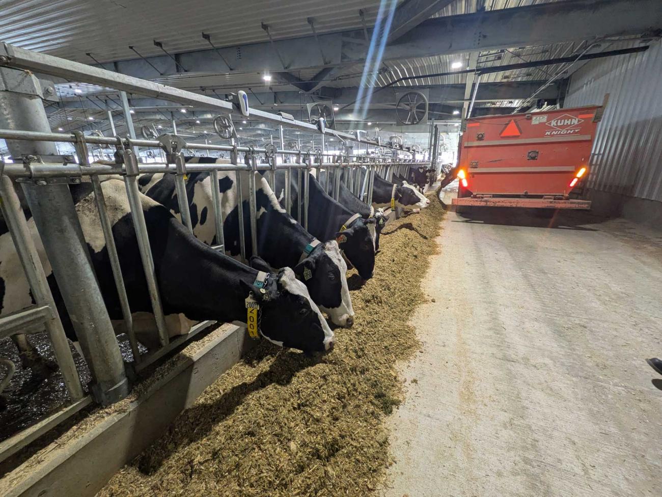 Cows in a row eating feed distributed by a truck