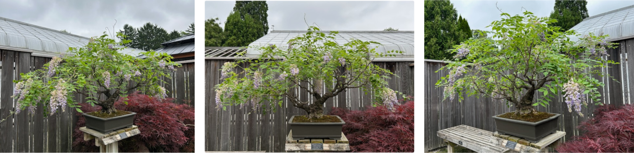 The American Wisteria bonsai in the HLG Bonsai Courtyard in bloom in 2026.