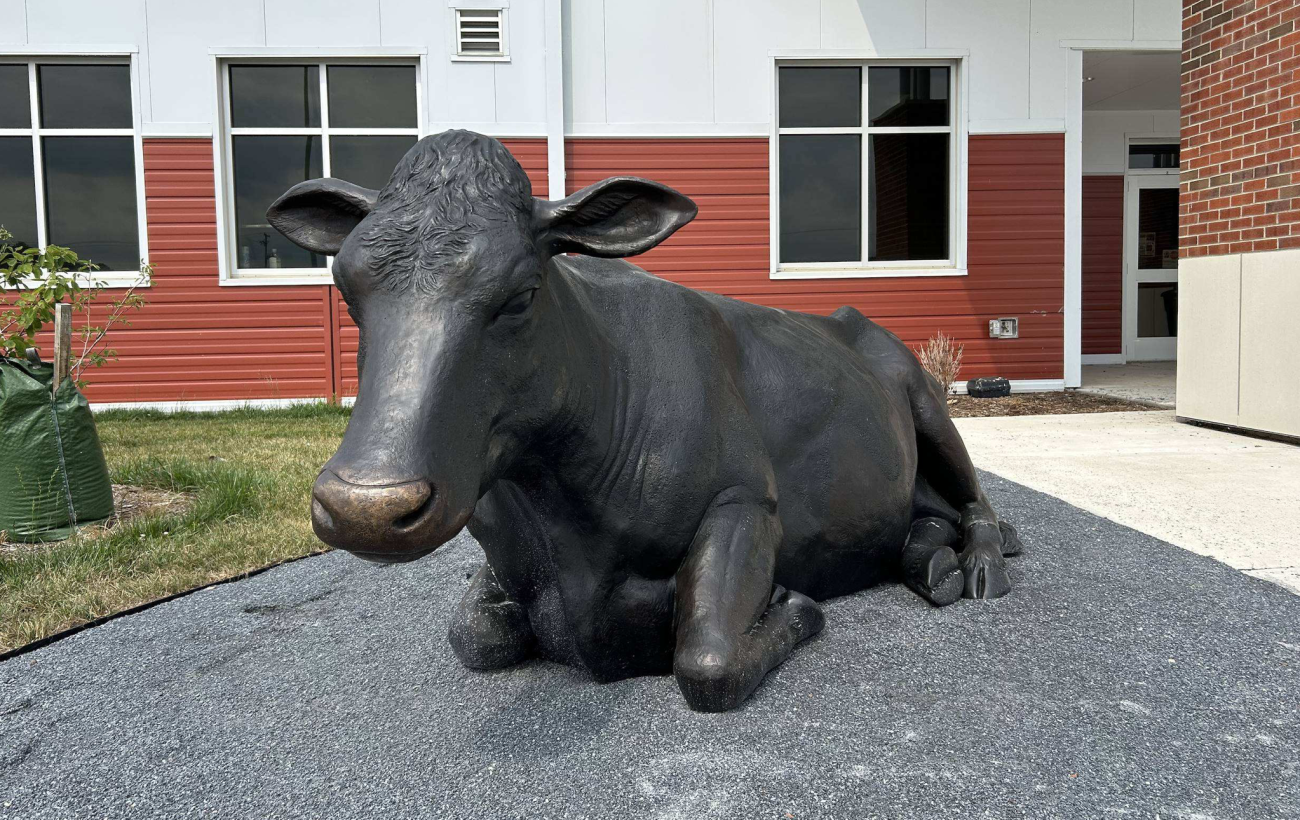 Bronze cow laying down