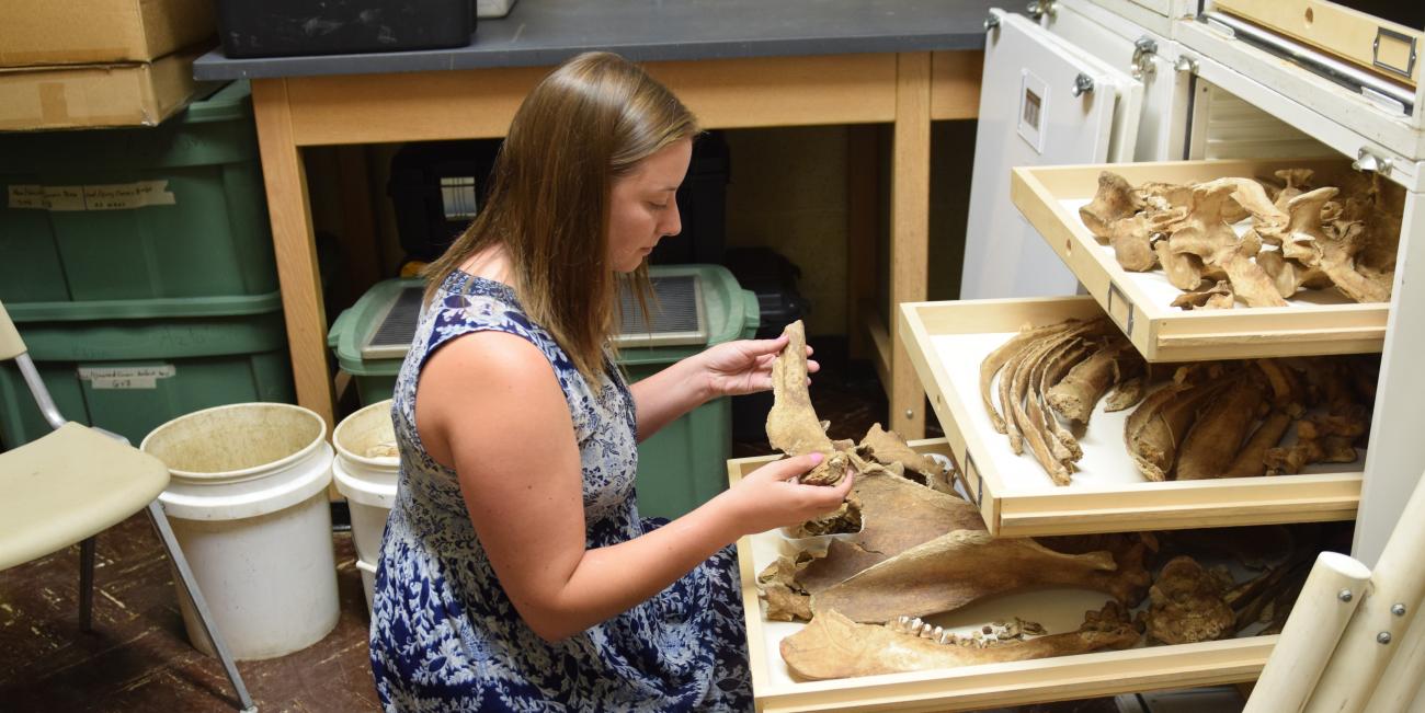 Graduate student inspects cow remains