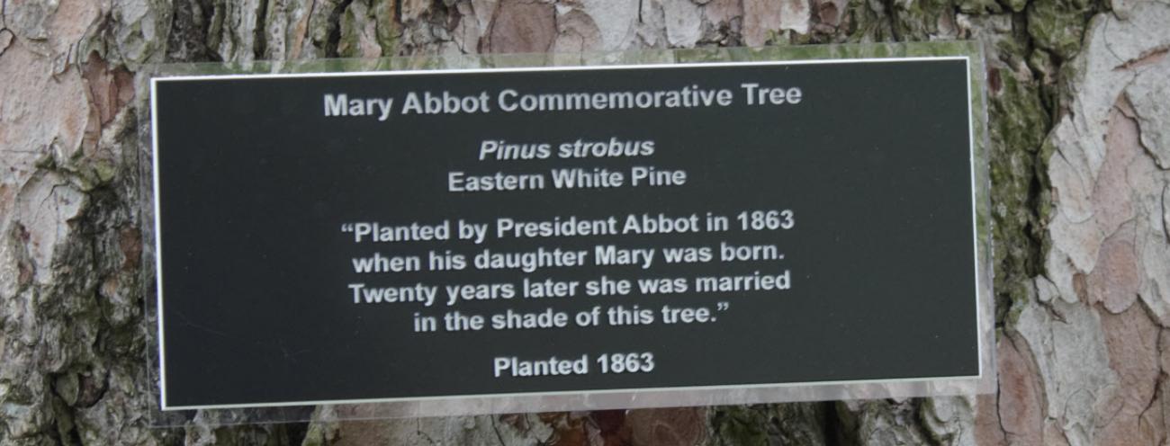 Photo of commemorative plaque on tree near Cowles House