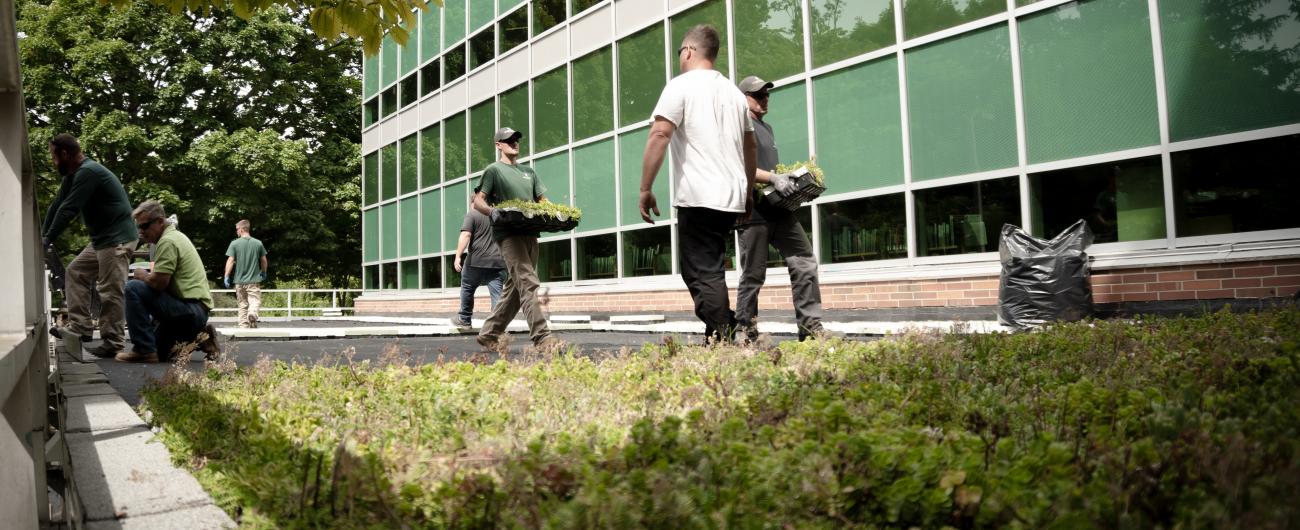 Crews installing green roof modules on the msu library roof