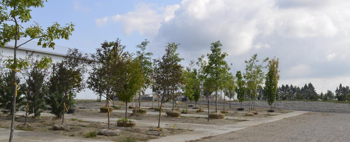 Photo of young trees growing at Beaumont Nursery
