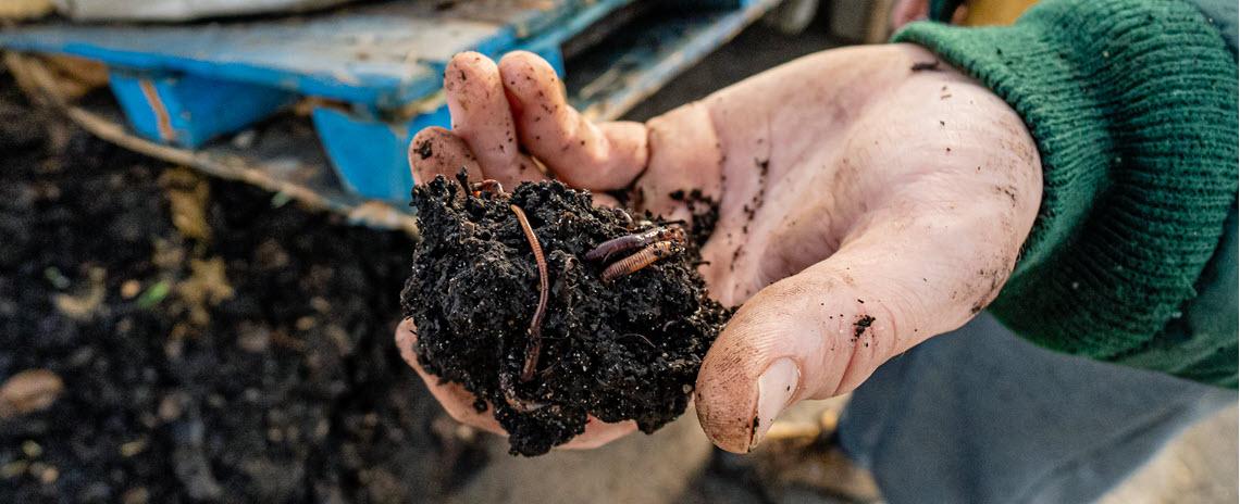 A photo of a hand holding a clump of soil containing several earthworms